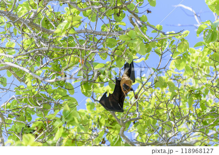 Flying Fox on Maldives island. Fruit bat flying. Gray-headed Flying Fox (Pteropus poliocephalus). 118968127
