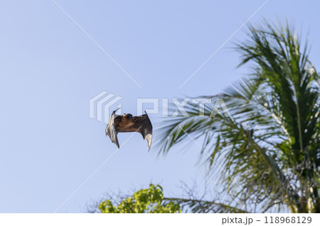 Flying Fox on Maldives island. Fruit bat flying. Gray-headed Flying Fox (Pteropus poliocephalus). 118968129