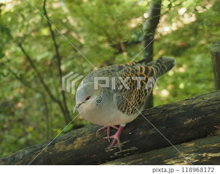 木漏れ日の中を歩く鳩 木漏れ日の中を歩く鳩 118968172