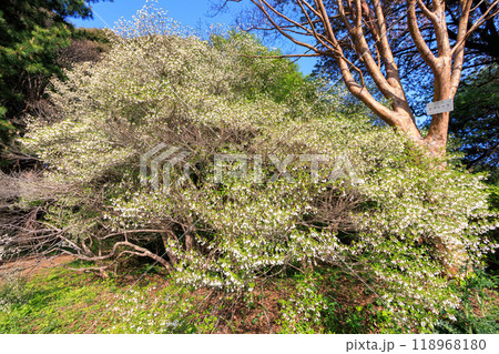 美しい満開のアセビ（ツツジ科）。東京都文京区-2024年 118968180