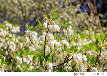 美しい満開のアセビ(ツツジ科)。東京都文京区-2024年 美しい満開のアセビ(ツツジ科)。東京都文京区-2024年 118968184