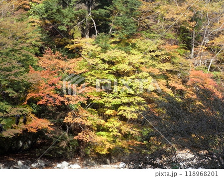 西丹沢の自然・秋(神奈川県) 西丹沢の自然・秋(神奈川県) 118968201