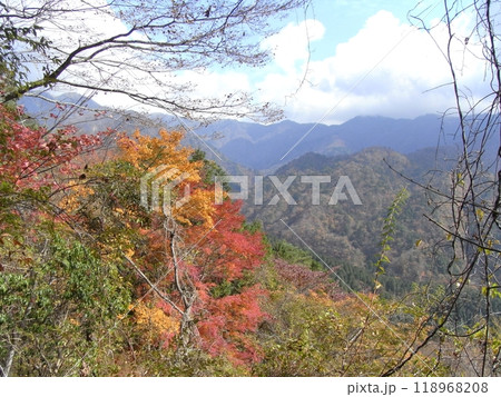 西丹沢の自然・秋(神奈川県) 西丹沢の自然・秋(神奈川県) 118968208