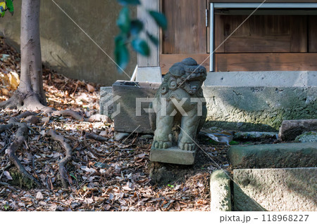 神社にお参りして身を清める可愛いシロハラ（ヒタキ科）東京都文京区-2024年 118968227