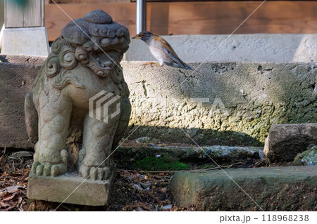 神社にお参りして身を清める可愛いシロハラ（ヒタキ科）東京都文京区-2024年 118968238