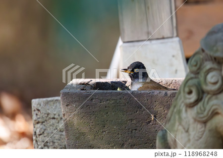 神社にお参りして身を清める可愛いシロハラ(ヒタキ科)東京都文京区-2024年 神社にお参りして身を清める可愛いシロハラ(ヒタキ科)東京都文京区-2024年 118968248