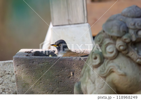 神社にお参りして身を清める可愛いシロハラ(ヒタキ科)東京都文京区-2024年 神社にお参りして身を清める可愛いシロハラ(ヒタキ科)東京都文京区-2024年 118968249