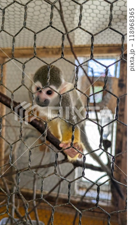 動物園のリスザル 118968365