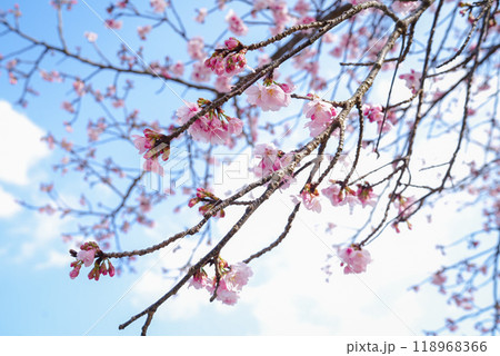晴れた日の咲き始めの桜 118968366