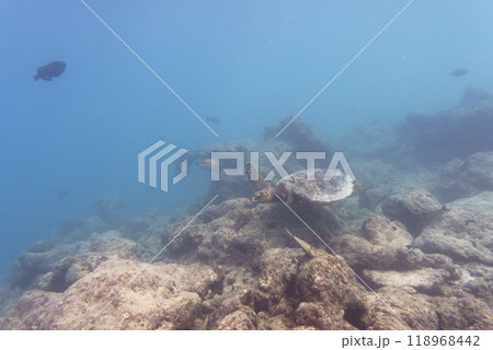 Green sea turtle. Tropical and coral sea wildelife. Beautiful underwater world. Underwater photography. Green sea turtle. Tropical and coral sea wildelife. Beautiful underwater world. Underwater photography. 118968442