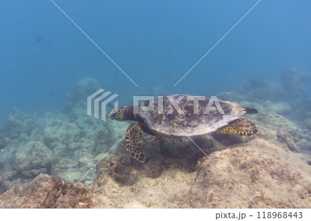 Green sea turtle. Tropical and coral sea wildelife. Beautiful underwater world. Underwater photography. 118968443