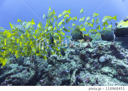 Coral Reef and Tropical Fish on Maldives island. Tropical and coral sea wildelife. Beautiful underwater world. Underwater photography. 118968451