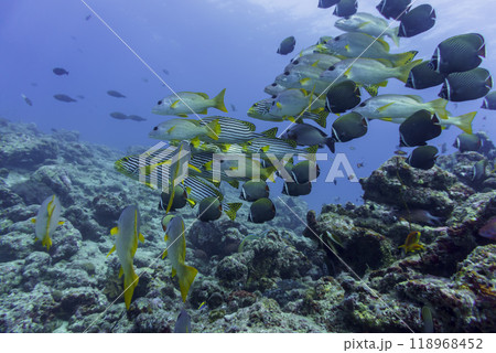 Oriental Sweetlips fish (Plectorhinchus vittatus) in the coral reef of Maldives island. Tropical and coral sea wildelife. Beautiful underwater world. Underwater photography. 118968452