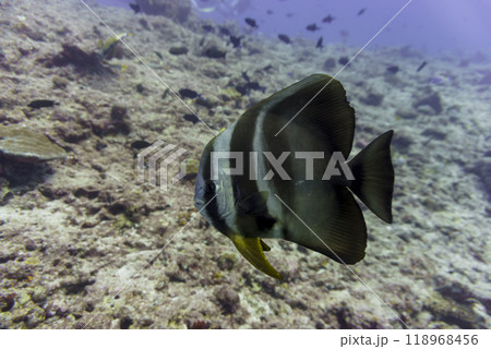 Orbicular batfish (Platax orbicularis) in the coral reef of Maldives island. Tropical and coral sea wildelife. Beautiful underwater world. Underwater photography. 118968456