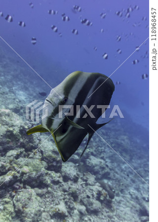 Orbicular batfish (Platax orbicularis) in the coral reef of Maldives island. Tropical and coral sea wildelife. Beautiful underwater world. Underwater photography. Orbicular batfish (Platax orbicularis) in the coral reef of Maldives island. Tropical and coral sea wildelife. Beautiful underwater world. Underwater photography. 118968457