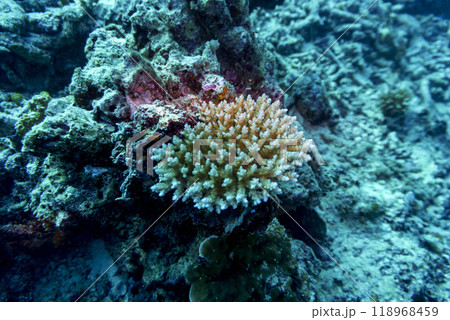 Coral Reef and Tropical Fish on Maldives island. Tropical and coral sea wildelife. Beautiful underwater world. Underwater photography. 118968459