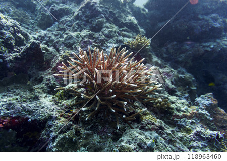 Coral Reef and Tropical Fish on Maldives island. Tropical and coral sea wildelife. Beautiful underwater world. Underwater photography. 118968460