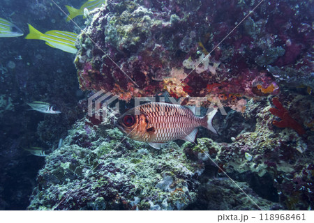 Blacktip soldier fish (Myripristis botche) in the coral reef of Maldives island. Tropical and coral sea wildelife. Beautiful underwater world. Underwater photography. 118968461