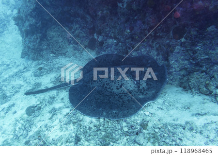 Sting ray in the coral reef of Maldives island. Tropical and coral sea wildelife. Beautiful underwater world. Underwater photography. 118968465