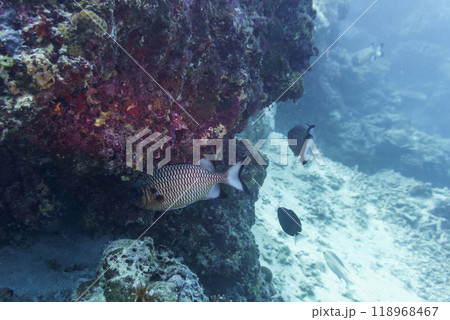 Blacktip soldier fish (Myripristis botche) in the coral reef of Maldives island. Tropical and coral sea wildelife. Beautiful underwater world. Underwater photography. Blacktip soldier fish (Myripristis botche) in the coral reef of Maldives island. Tropical and coral sea wildelife. Beautiful underwater world. Underwater photography. 118968467