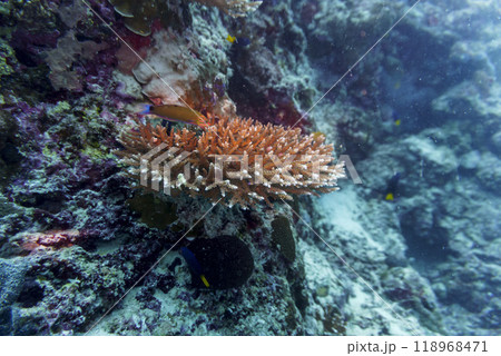 Coral Reef and Tropical Fish on Maldives island. Tropical and coral sea wildelife. Beautiful underwater world. Underwater photography. 118968471