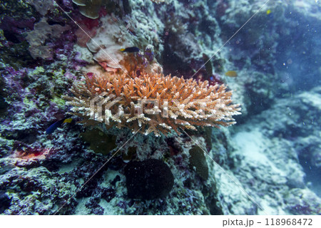 Coral Reef and Tropical Fish on Maldives island. Tropical and coral sea wildelife. Beautiful underwater world. Underwater photography. 118968472