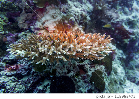 Coral Reef and Tropical Fish on Maldives island. Tropical and coral sea wildelife. Beautiful underwater world. Underwater photography. 118968473