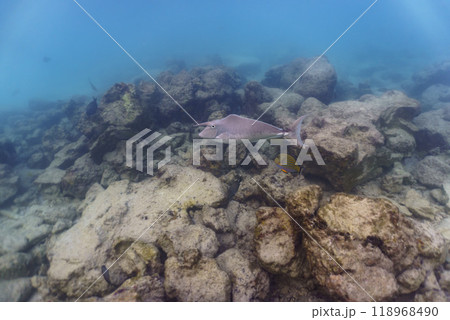 Unicorn Surgeonfish in the coral reef of Maldives island. Tropical and coral sea wildelife. Beautiful underwater world. Underwater photography. Unicorn Surgeonfish in the coral reef of Maldives island. Tropical and coral sea wildelife. Beautiful underwater world. Underwater photography. 118968490
