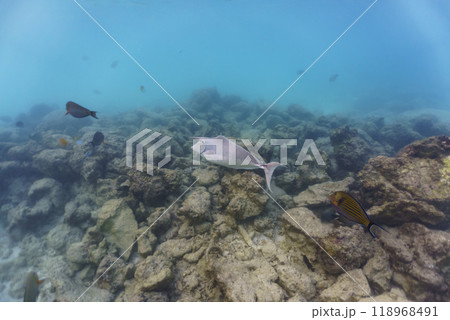 Unicorn Surgeonfish in the coral reef of Maldives island. Tropical and coral sea wildelife. Beautiful underwater world. Underwater photography. Unicorn Surgeonfish in the coral reef of Maldives island. Tropical and coral sea wildelife. Beautiful underwater world. Underwater photography. 118968491