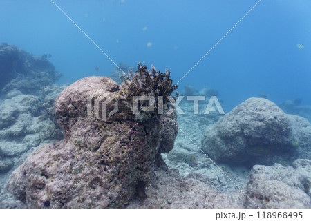Coral Reef and Tropical Fish on Maldives island. Tropical and coral sea wildelife. Beautiful underwater world. Underwater photography. 118968495