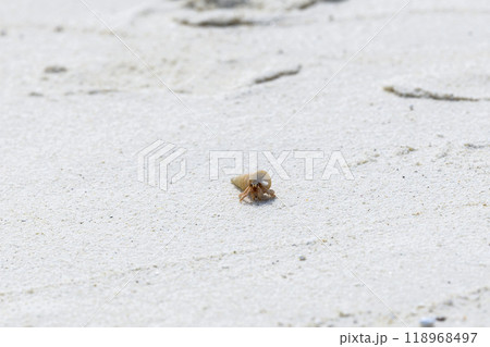 Hermit crab on the sand beach. Selective focus. Close up. 118968497