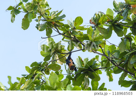 Flying Fox on Maldives island. Fruit bat flying. Gray-headed Flying Fox (Pteropus poliocephalus). Flying Fox on Maldives island. Fruit bat flying. Gray-headed Flying Fox (Pteropus poliocephalus). 118968503