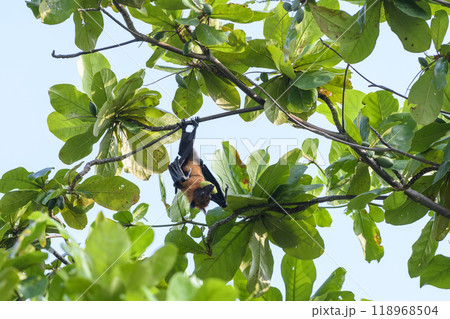 Flying Fox on Maldives island. Fruit bat flying. Gray-headed Flying Fox (Pteropus poliocephalus). 118968504