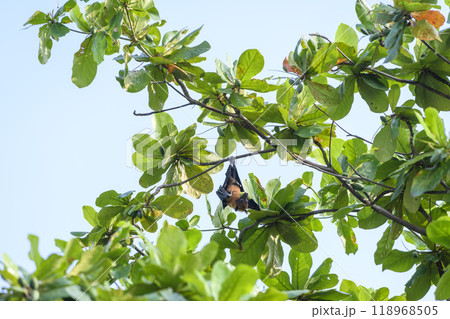 Flying Fox on Maldives island. Fruit bat flying. Gray-headed Flying Fox (Pteropus poliocephalus). 118968505
