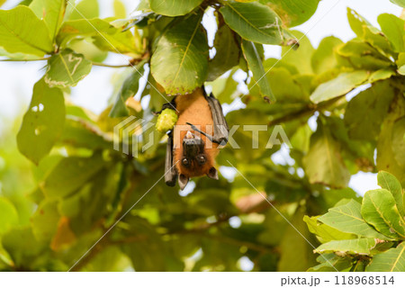 Flying Fox on Maldives island. Fruit bat flying. Gray-headed Flying Fox (Pteropus poliocephalus). Flying Fox on Maldives island. Fruit bat flying. Gray-headed Flying Fox (Pteropus poliocephalus). 118968514