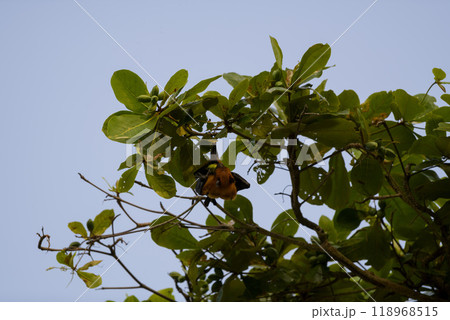 Flying Fox on Maldives island. Fruit bat flying. Gray-headed Flying Fox (Pteropus poliocephalus). 118968515
