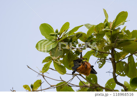 Flying Fox on Maldives island. Fruit bat flying. Gray-headed Flying Fox (Pteropus poliocephalus). 118968516