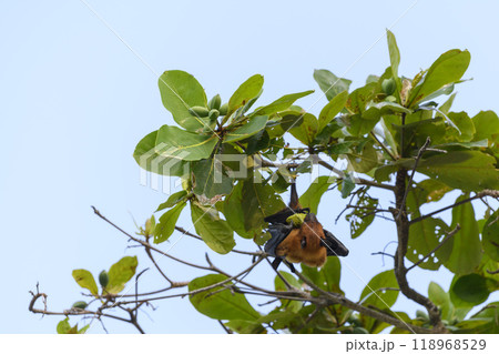 Flying Fox on Maldives island. Fruit bat flying. Gray-headed Flying Fox (Pteropus poliocephalus). Flying Fox on Maldives island. Fruit bat flying. Gray-headed Flying Fox (Pteropus poliocephalus). 118968529