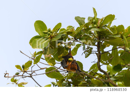 Flying Fox on Maldives island. Fruit bat flying. Gray-headed Flying Fox (Pteropus poliocephalus). Flying Fox on Maldives island. Fruit bat flying. Gray-headed Flying Fox (Pteropus poliocephalus). 118968530