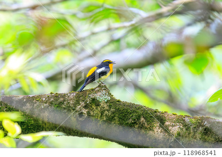 新緑の林で美しくさえずる可愛いキビタキ（ヒタキ科）神奈川県-2024年撮影 118968541