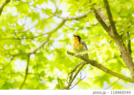 新緑の林で美しくさえずる可愛いキビタキ（ヒタキ科）神奈川県-2024年撮影 118968549
