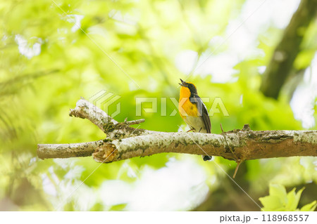 新緑の林で美しくさえずる可愛いキビタキ(ヒタキ科)神奈川県-2024年撮影 新緑の林で美しくさえずる可愛いキビタキ(ヒタキ科)神奈川県-2024年撮影 118968557