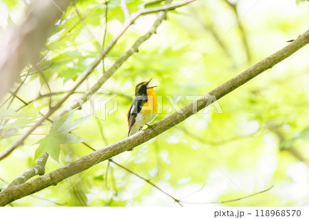 新緑の林で美しくさえずる可愛いキビタキ（ヒタキ科）神奈川県-2024年撮影 118968570