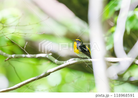 新緑の林で美しくさえずる可愛いキビタキ（ヒタキ科）神奈川県-2024年撮影 118968591