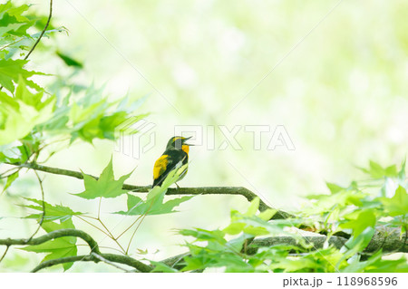 新緑の林で美しくさえずる可愛いキビタキ（ヒタキ科）神奈川県-2024年撮影 118968596