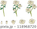 シンプルなバラのセット　白 118968720
