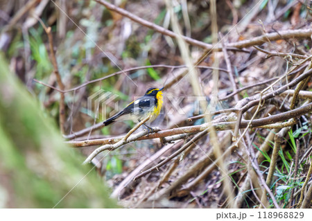 新緑の中、羽繕いをする可愛いキビタキ（ヒタキ科）神奈川県-2024年撮影 118968829