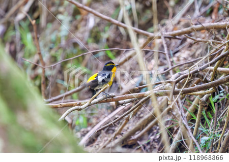 新緑の中、羽繕いをする可愛いキビタキ（ヒタキ科）神奈川県-2024年撮影 118968866