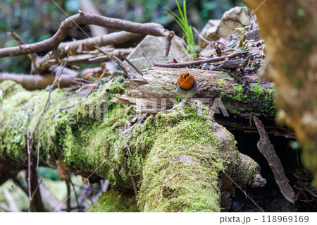 苔むした渓流沿いの林を飛び回る可愛いコマドリ(ヒタキ科)神奈川県-2024年撮影 苔むした渓流沿いの林を飛び回る可愛いコマドリ(ヒタキ科)神奈川県-2024年撮影 118969169