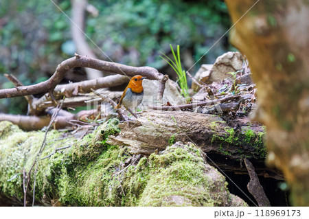 苔むした渓流沿いの林を飛び回る可愛いコマドリ（ヒタキ科）神奈川県-2024年撮影 118969173
